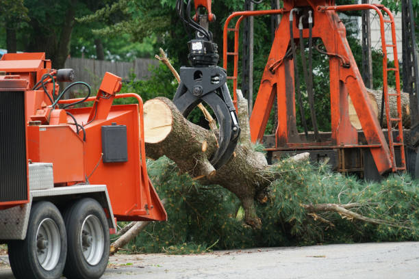 Trusted Orange Blossom, CA Tree Services Experts