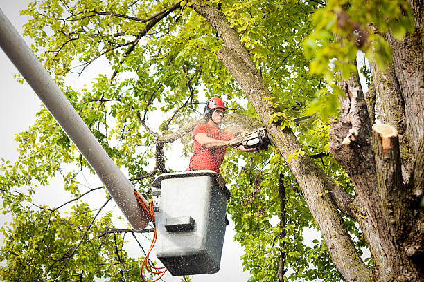 How Our Tree Care Process Works  in  Orange Blossom, CA